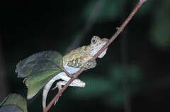 Gonocephalus bornensis