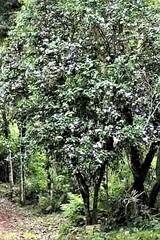 Brunfelsia australis