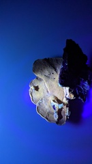 Coriolopsis glabrorigens