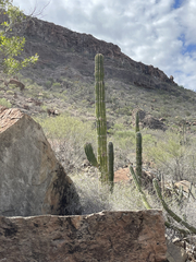 Pachycereus pringlei