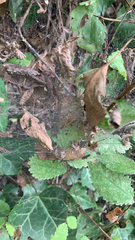 Agelena labyrinthica
