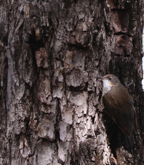 Cormobates leucophaea