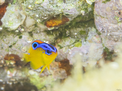 Chrysiptera unimaculata