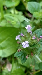 Clinopodium chinense