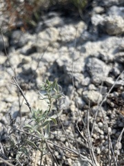 Hedeoma reverchonii