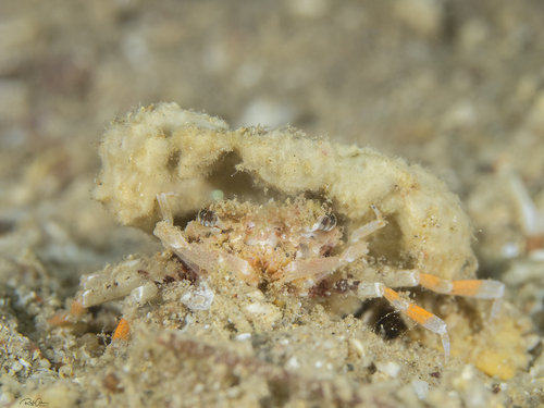 Pseudopalicus investigatoris