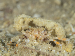 Pseudopalicus investigatoris