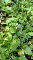 Clinopodium chinense