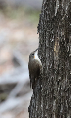 Cormobates leucophaea