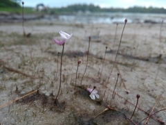 Utricularia resupinata