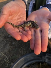 Ambystoma mavortium