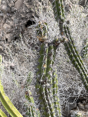 Stenocereus gummosus