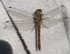 Sympetrum