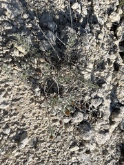 Hedeoma reverchonii