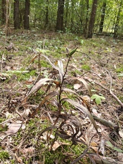 Epipactis helleborine