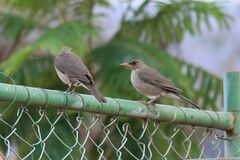 Turdus amaurochalinus