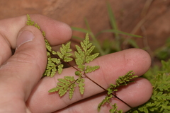 Cheilanthes