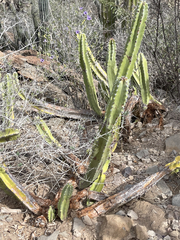 Lophocereus schottii