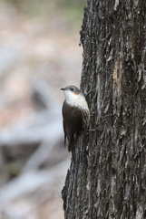 Cormobates leucophaea