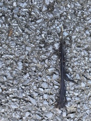 Antrostomus vociferus