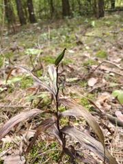 Epipactis helleborine