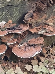 Ganoderma brownii