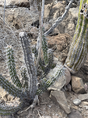 Stenocereus gummosus