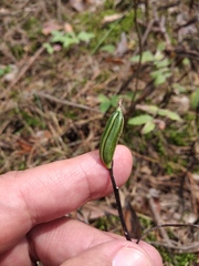 Epipactis helleborine