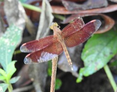 Neurothemis
