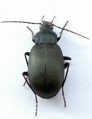 Chlaenius orbus