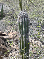 Pachycereus pringlei