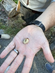 Scarabaeidae