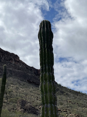 Pachycereus pringlei