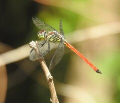 Lathrecista asiatica