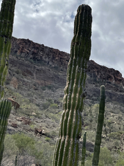 Pachycereus pringlei