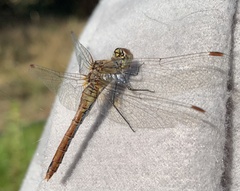 Sympetrum