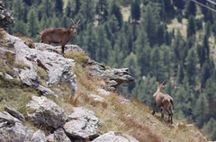 Capra ibex