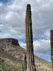 Pachycereus pringlei
