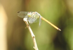 Lathrecista asiatica