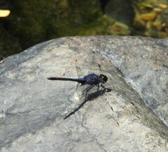 Trithemis festiva