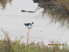 Himantopus mexicanus