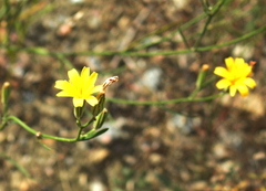 Chondrilla juncea