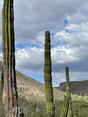 Pachycereus pringlei