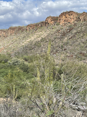 Pachycereus pringlei