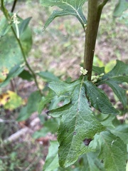 Nabalus serpentarius