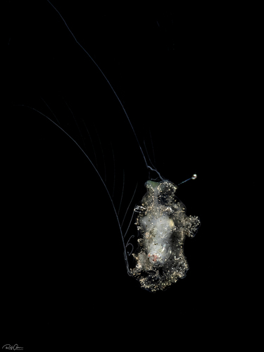 Coeloplana lineolata
