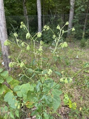 Nabalus serpentarius