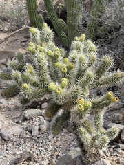 Cylindropuntia bigelovii ciribe