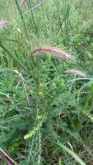 Elymus canadensis