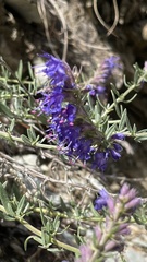 Hyssopus officinalis